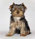 young cute Yorkshire Terrier puppy posing on a white background. pet. Royalty Free Stock Photo